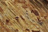 Polished Oligocene Petrified Wood (Pinus) - Australia #247855-1